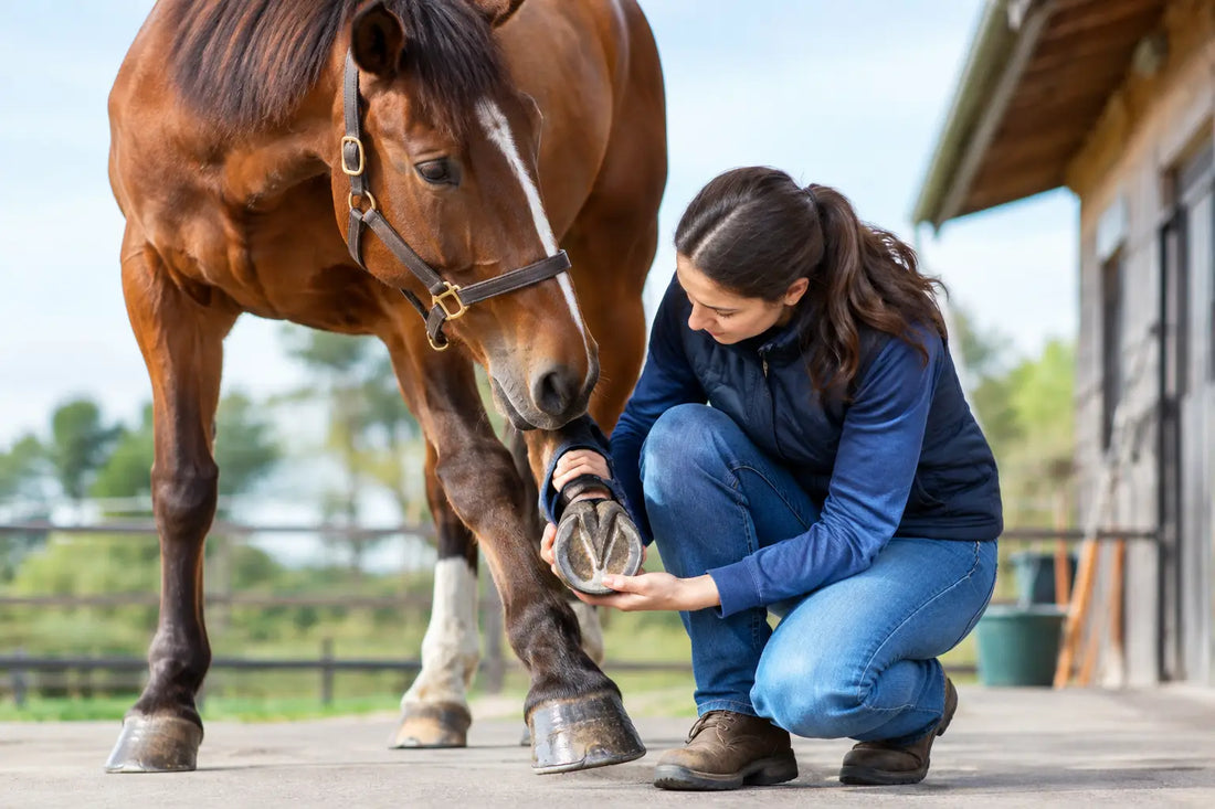Horse Hoof Cracks Need More Than Moisture