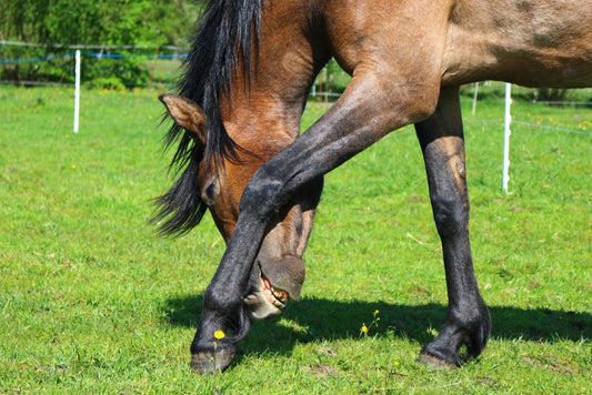 Coppertox Hoof: Uses, Risks, and Modern Alternatives