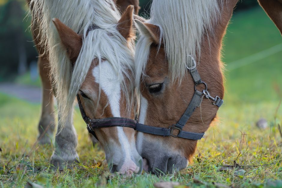 Understanding Horse Hoof Anatomy