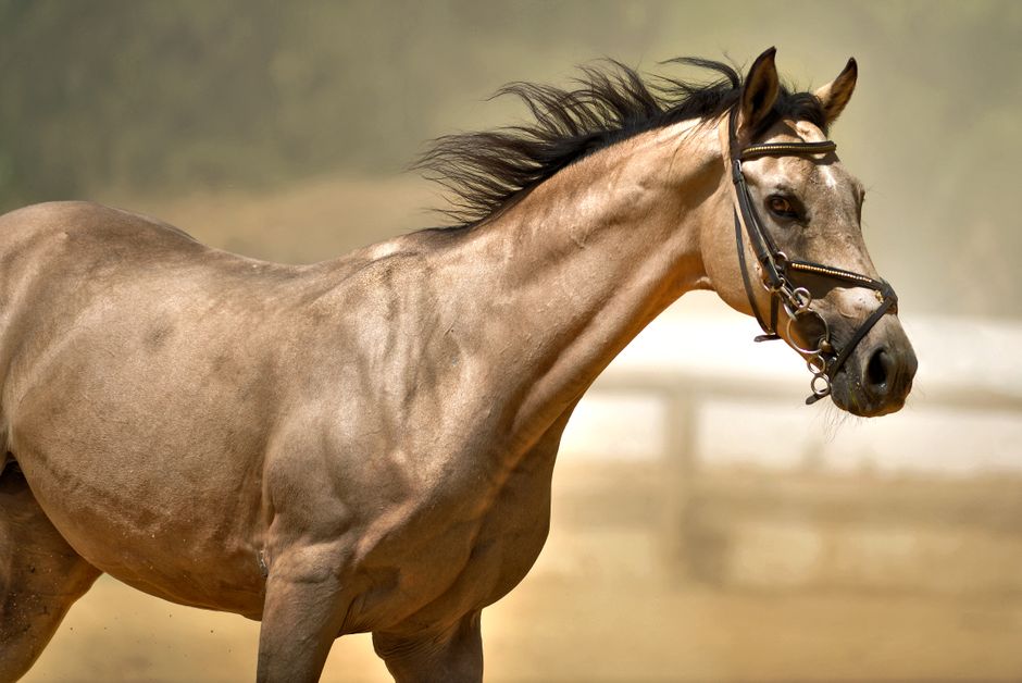 Coppertox for Horse Hooves: What You Need to Know