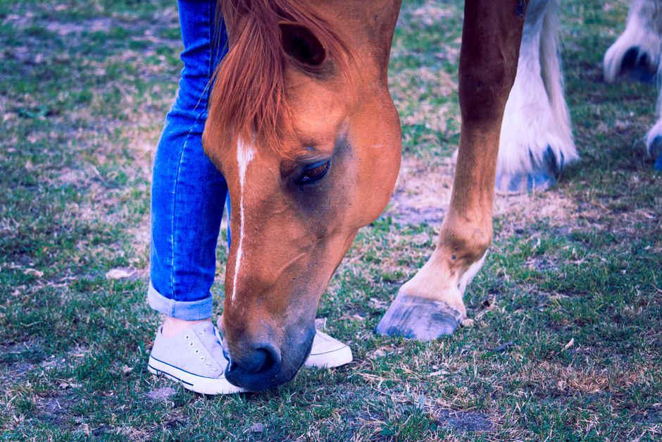 Equine Hoof Management: a Complete Guide
