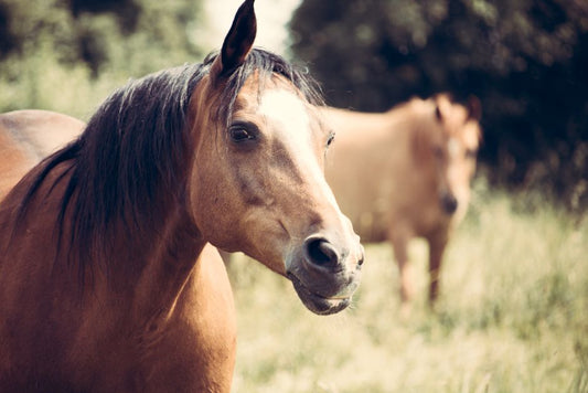 Canker Treatment for Horses: a Complete Guide