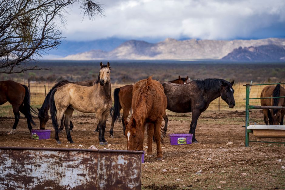 Barefoot Hoof Care and Natural Management