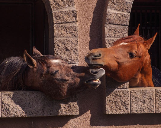 Thrush Treatment for Horses: a Complete Guide