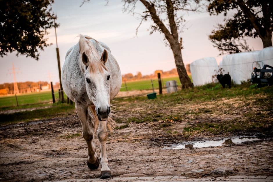 Dry Hoof: Causes, Prevention, and Treatment