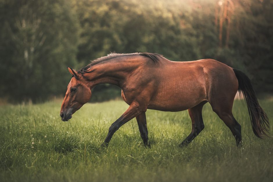 Effective Horse Hoof Care Routine Guide