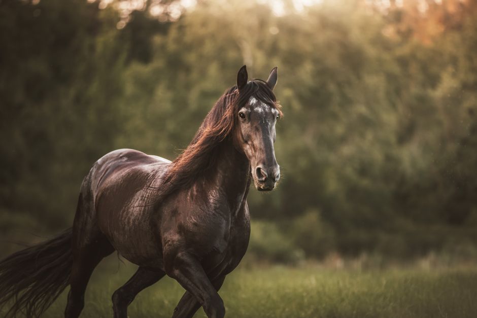 Understanding Equine Supplements and Hoof Health