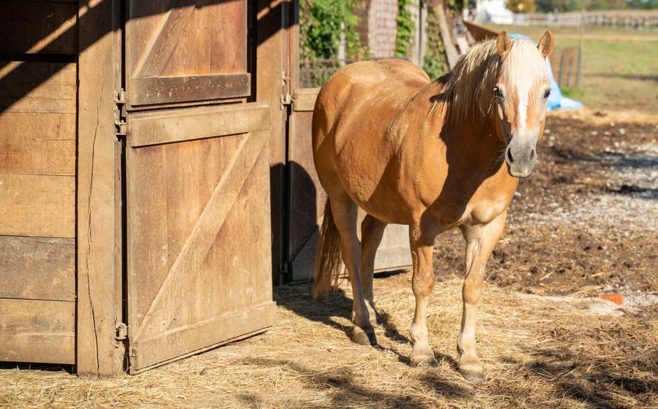 Canker in Horse Hooves: Complete Guide