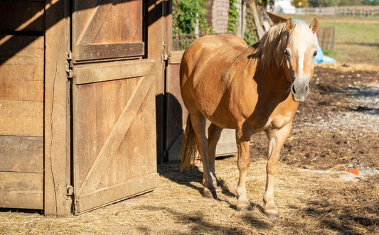 Canker in Horse Hooves: Complete Guide