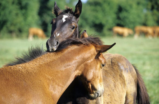 Outlaw Medi Done Equine Solutions Guide