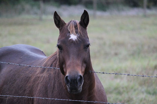 Brittle Horse Hooves: Causes and Solutions