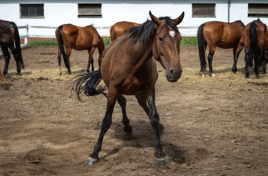 The Frog: Essential Structure of Horse Hooves