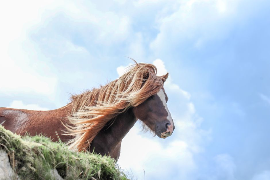 Hoof Ointment: Essential Care for Horses