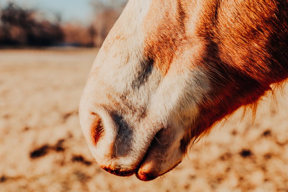 Hoof Hardening for Horses: Essential Guide