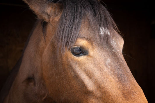 Hoof Treatment for Damaged Hooves: a Comprehensive Guide to Restoration and Care