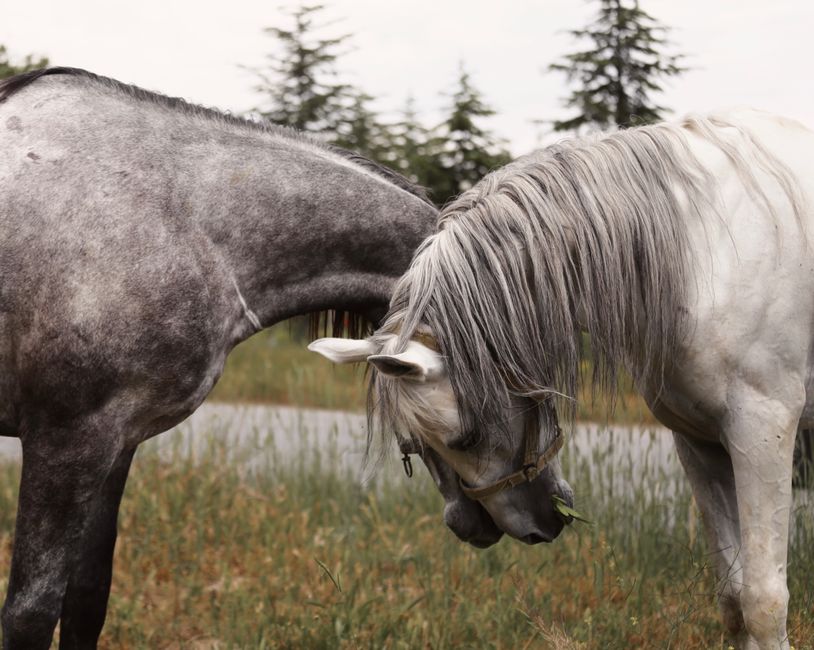 Best Natural Horse Thrush Treatment: Comprehensive Guide for Healthy Hooves