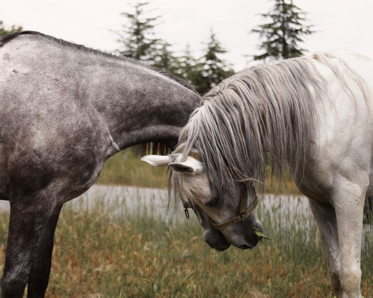 Best Natural Horse Thrush Treatment: Comprehensive Guide for Healthy Hooves