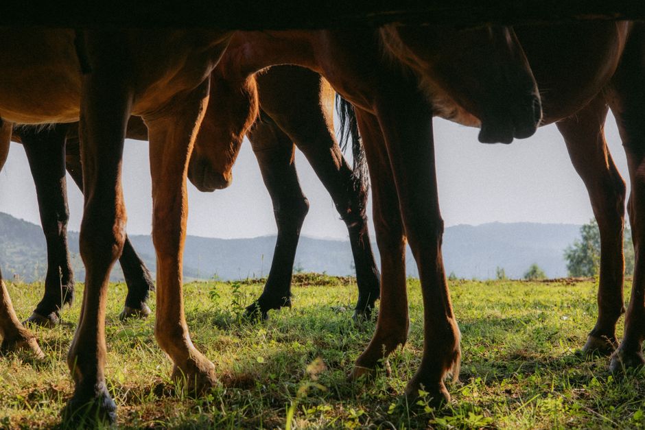 Dry Hooves: Causes, Prevention & Treatment
