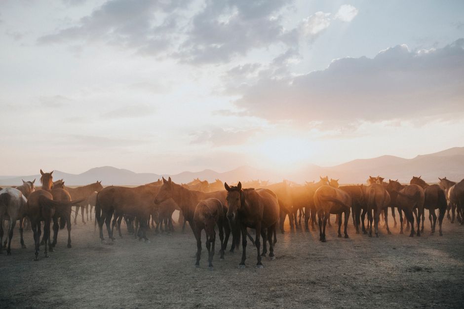 How to Maintain Horse Hooves in Wet Conditions