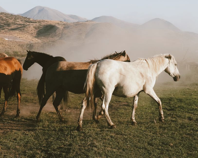Equine Hoof Protection From Mud