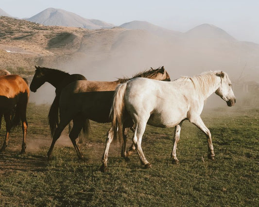 Equine Hoof Protection From Mud