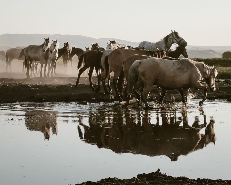 Nutrition for Strong Horse Hooves