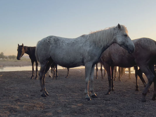 Barefoot Hooves: a Complete Guide to Care