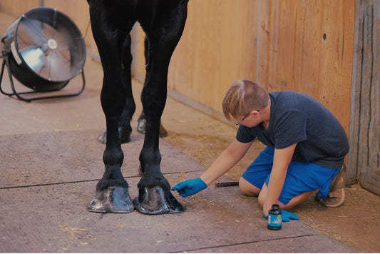 Dry Hooves Treatment: Expert Care Guide