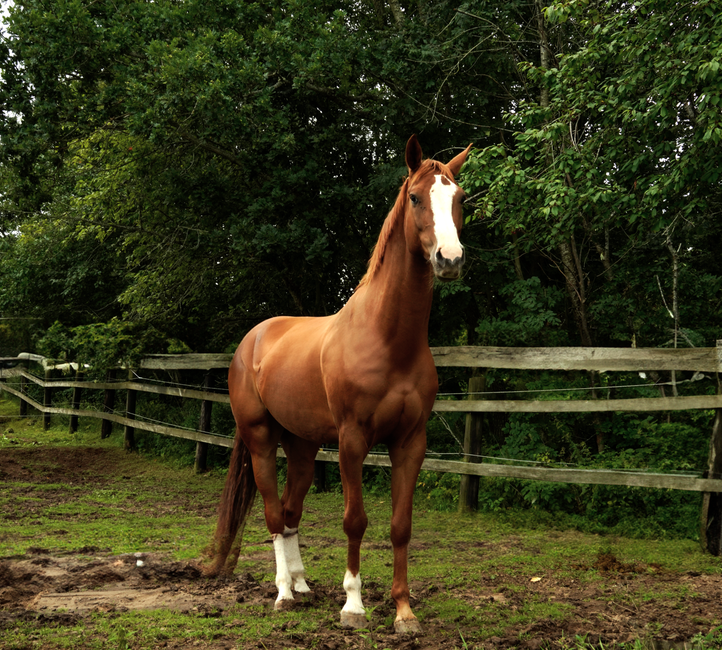 Importance of Proper Horse Hoof Trimming