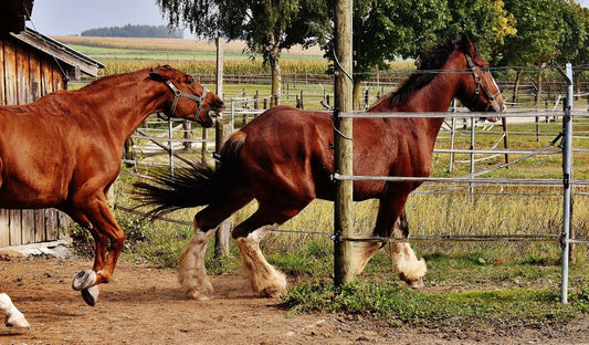 Dry Hooves in Horses: Causes and Solutions