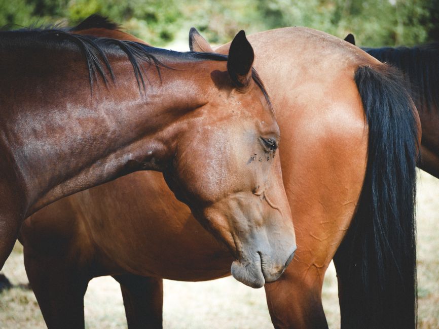 Horse Canker Treatment: Complete Care Guide