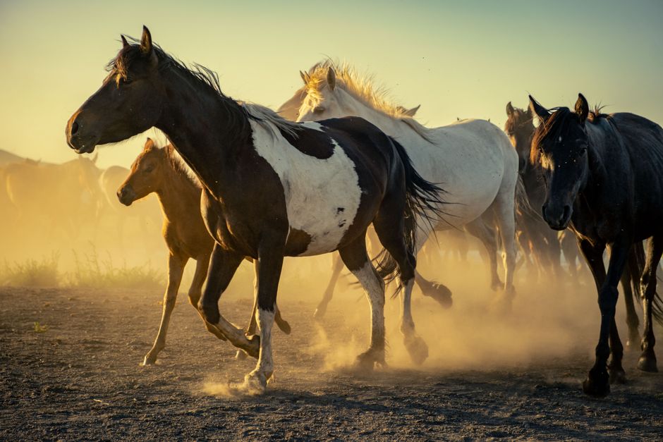 Equine Hoof Health Solutions: Expert Guide to Natural Hoof Care