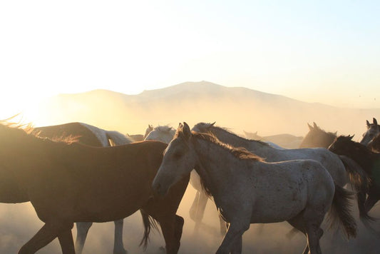 Natural Anti-fungal for Horse Hooves
