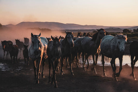 Best Moisturiser for Horse Hooves