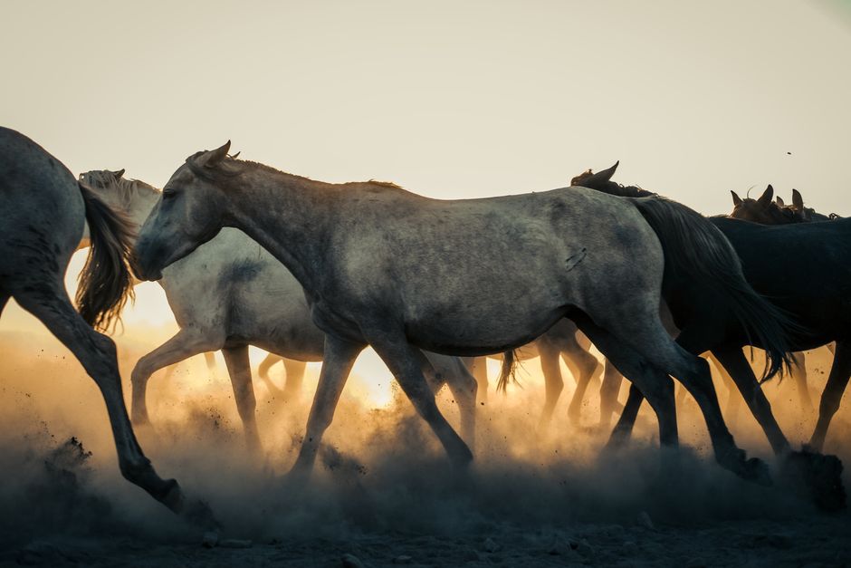 Hoof Cream for Horses: a Complete Guide