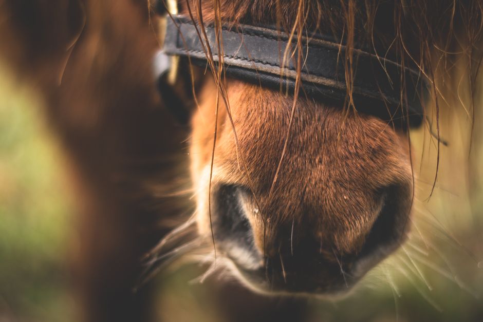 Hoof Health for Sensitive Hooves