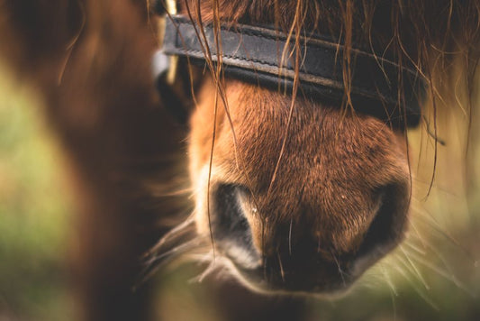 Hoof Health for Sensitive Hooves