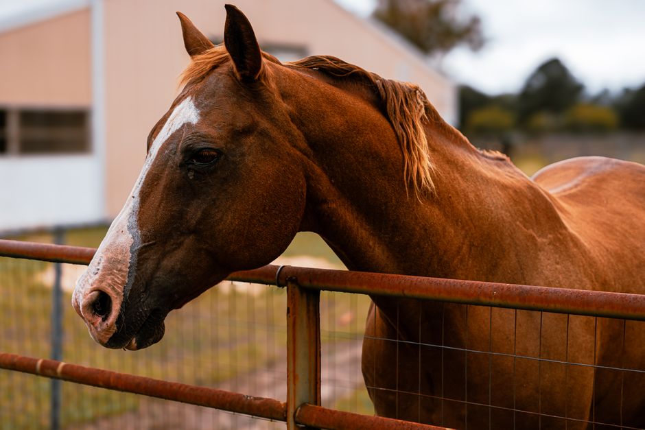 Iodine for Thrush: Hoof Treatment Guide