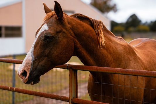 Equine Canker: Causes, Signs, and Hoof Care