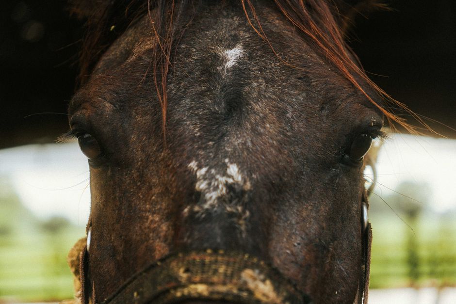 Can Thrush Cure Itself? a Farrier's Guide