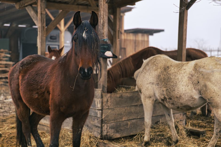 Winter Hoof Care Tips for Horses