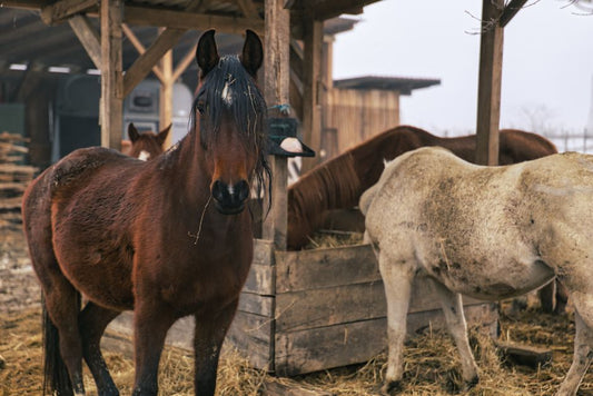 Winter Hoof Care Tips for Horses