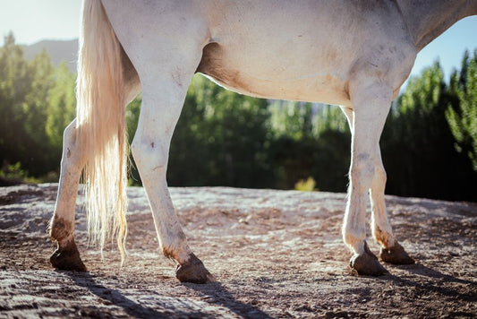 Equine Hoof Care Specialists Products Guide