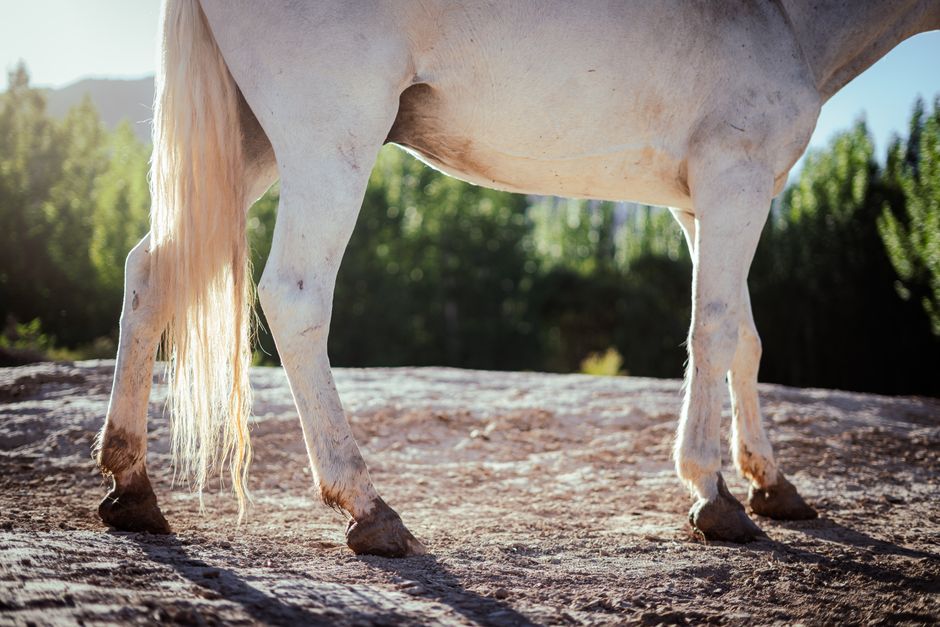 Hoof Conditioning for Equine Athletes