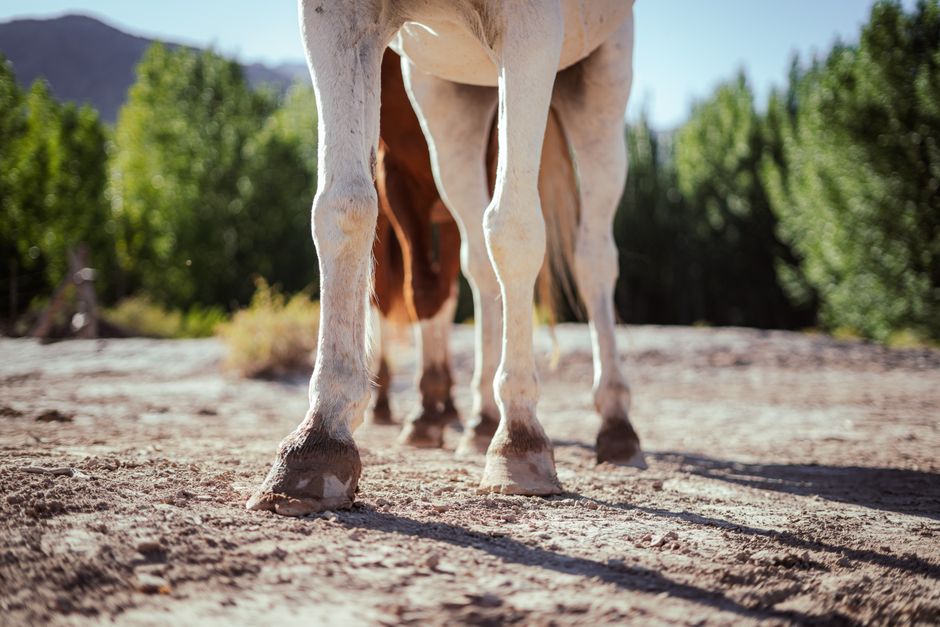 Hoof Sealant: Protecting Your Horse's Hooves