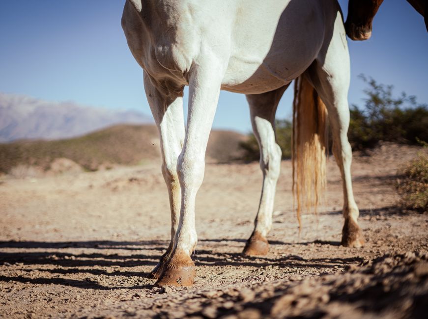 Horse Hoof Care for Farriers: Expert Guide