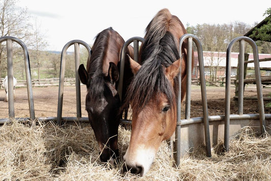 Best Horse Feed for Hoof Health