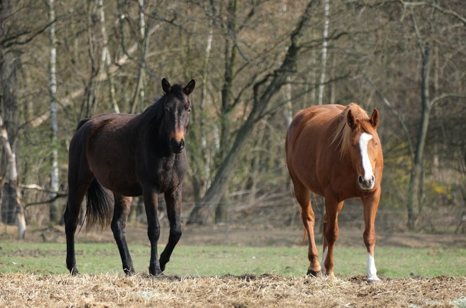 What Causes Weak Horse Hooves