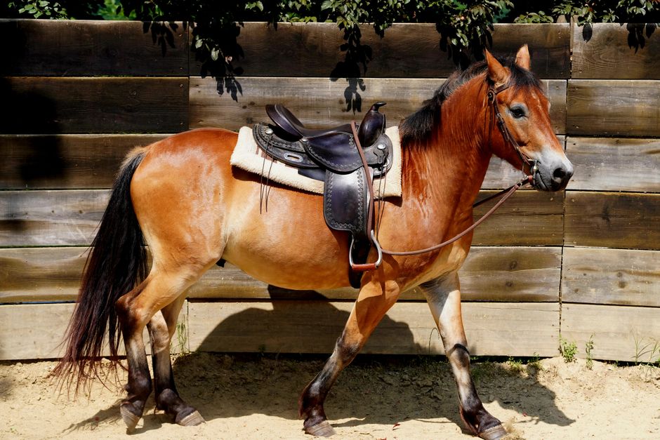 Dry Hoof Treatment for Horses in 2026