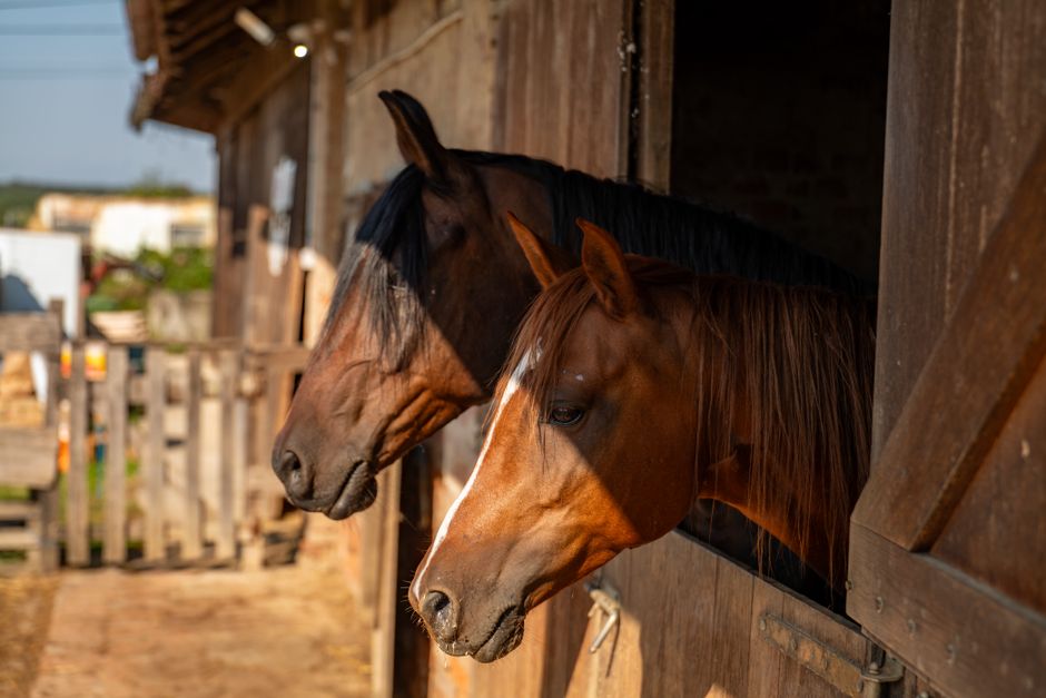Natural Remedies for Horse Thrush